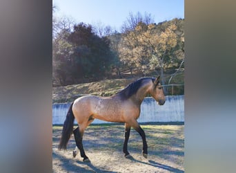 PRE Mestizo, Caballo castrado, 5 años, 156 cm, Perlino