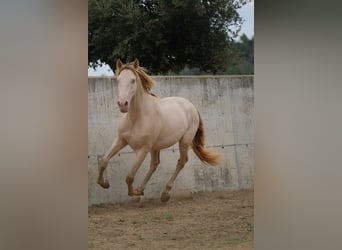 PRE Mestizo, Caballo castrado, 5 años, 156 cm, Perlino