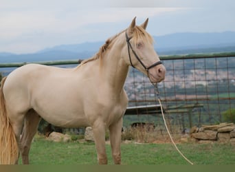 PRE Mestizo, Caballo castrado, 5 años, 156 cm, Perlino