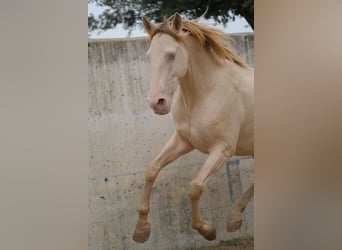 PRE Mestizo, Caballo castrado, 5 años, 156 cm, Perlino