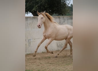 PRE Mestizo, Caballo castrado, 5 años, 156 cm, Perlino