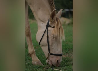 PRE Mestizo, Caballo castrado, 5 años, 156 cm, Perlino