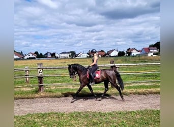 PRE Mestizo, Caballo castrado, 5 años, 157 cm, Castaño oscuro