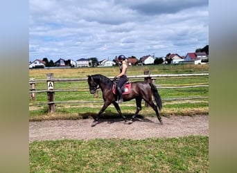 PRE Mestizo, Caballo castrado, 5 años, 157 cm, Castaño oscuro
