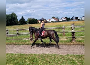 PRE Mestizo, Caballo castrado, 5 años, 157 cm, Castaño oscuro