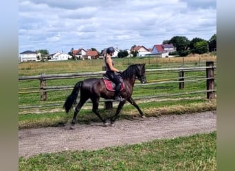 PRE Mestizo, Caballo castrado, 5 años, 157 cm, Castaño oscuro