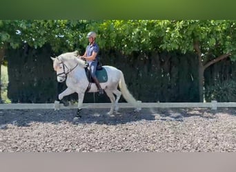 PRE, Caballo castrado, 5 años, 157 cm, Tordo