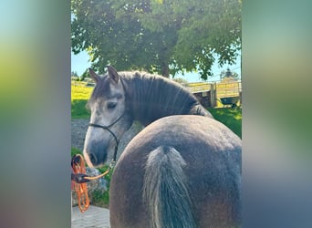 PRE Mestizo, Caballo castrado, 5 años, 157 cm, Tordo rodado
