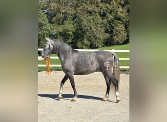 PRE Mestizo, Caballo castrado, 5 años, 157 cm, Tordo rodado