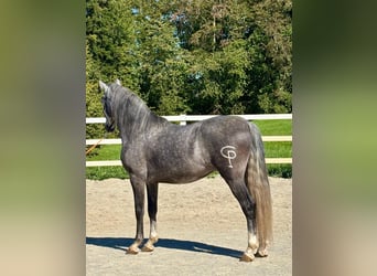 PRE Mestizo, Caballo castrado, 5 años, 157 cm, Tordo rodado