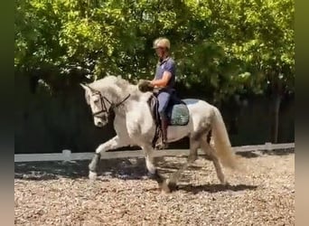 PRE, Caballo castrado, 5 años, 157 cm, Tordo rodado
