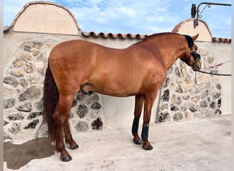 PRE Mestizo, Caballo castrado, 5 años, 158 cm, Alazán