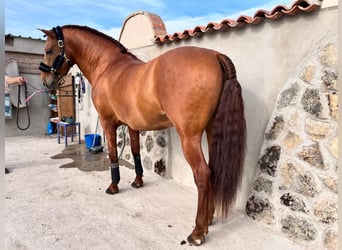 PRE Mestizo, Caballo castrado, 5 años, 158 cm, Alazán