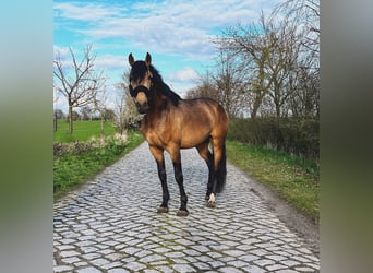 PRE Mestizo, Caballo castrado, 5 años, 158 cm, Buckskin/Bayo