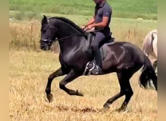 PRE Mestizo, Caballo castrado, 5 años, 158 cm, Negro