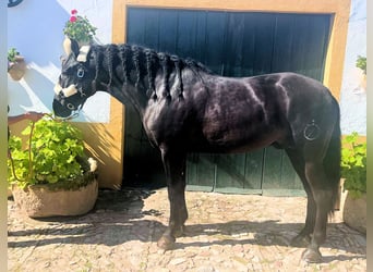 PRE Mestizo, Caballo castrado, 5 años, 158 cm, Negro