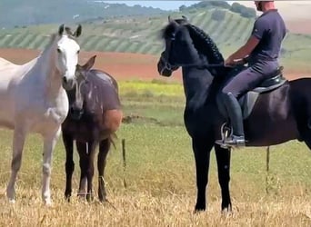 PRE Mestizo, Caballo castrado, 5 años, 158 cm, Negro