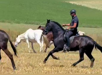 PRE Mestizo, Caballo castrado, 5 años, 158 cm, Negro
