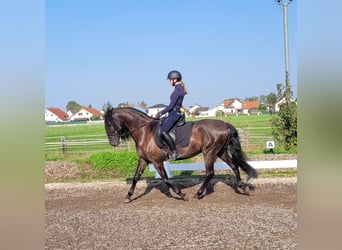 PRE Mestizo, Caballo castrado, 5 años, 158 cm, Negro