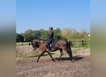 PRE Mestizo, Caballo castrado, 5 años, 158 cm, Negro