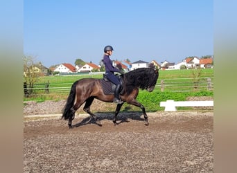 PRE Mestizo, Caballo castrado, 5 años, 158 cm, Negro