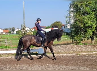 PRE Mestizo, Caballo castrado, 5 años, 158 cm, Negro