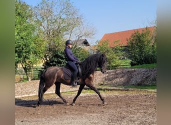 PRE Mestizo, Caballo castrado, 5 años, 158 cm, Negro