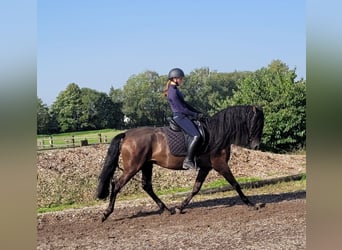 PRE Mestizo, Caballo castrado, 5 años, 158 cm, Negro