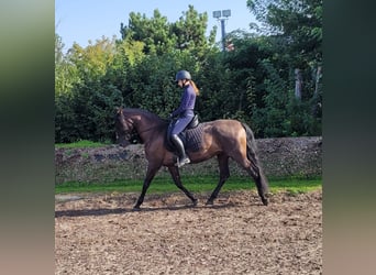 PRE Mestizo, Caballo castrado, 5 años, 158 cm, Negro