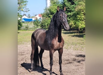 PRE Mestizo, Caballo castrado, 5 años, 158 cm, Negro