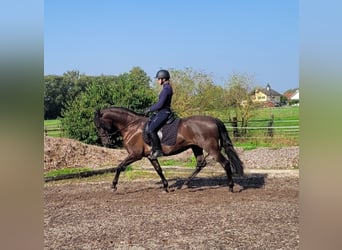 PRE Mestizo, Caballo castrado, 5 años, 158 cm, Negro