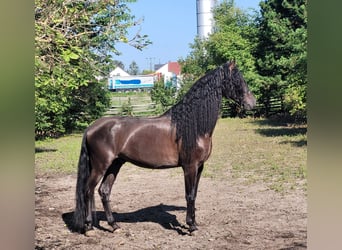 PRE Mestizo, Caballo castrado, 5 años, 158 cm, Negro