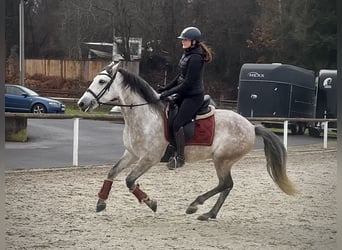 PRE Mestizo, Caballo castrado, 5 años, 158 cm, Tordo