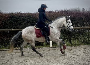 PRE Mestizo, Caballo castrado, 5 años, 158 cm, Tordo