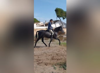 PRE Mestizo, Caballo castrado, 5 años, 158 cm, Tordo rodado