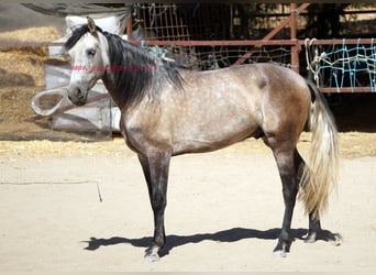 PRE, Caballo castrado, 5 años, 159 cm, Tordo