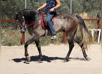 PRE, Caballo castrado, 5 años, 159 cm, Tordo