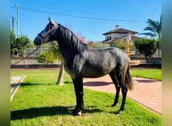 PRE Mestizo, Caballo castrado, 5 años, 159 cm, Tordo