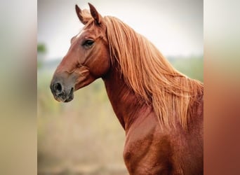 PRE Mestizo, Caballo castrado, 5 años, 160 cm, Alazán