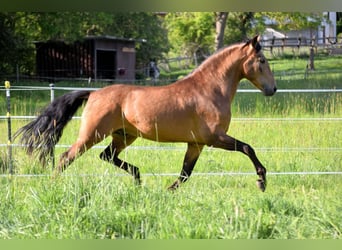 PRE, Caballo castrado, 5 años, 160 cm, Bayo