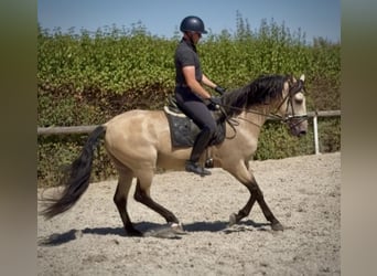 PRE Mestizo, Caballo castrado, 5 años, 160 cm, Bayo