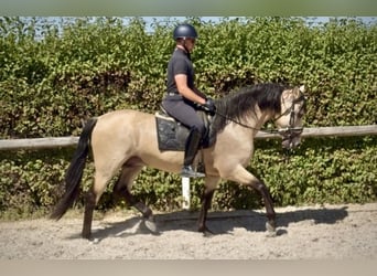PRE Mestizo, Caballo castrado, 5 años, 160 cm, Bayo