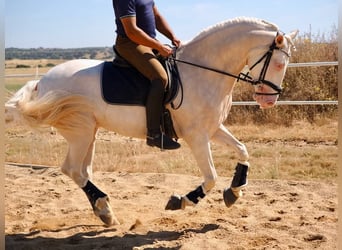 PRE Mestizo, Caballo castrado, 5 años, 160 cm, Perlino