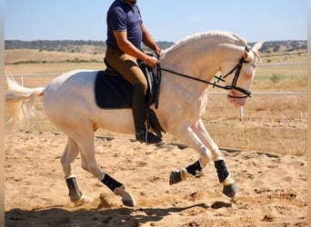PRE Mestizo, Caballo castrado, 5 años, 160 cm, Perlino