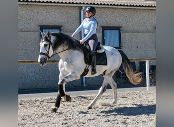 PRE Mestizo, Caballo castrado, 5 años, 160 cm, Tordo