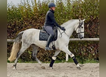 PRE Mestizo, Caballo castrado, 5 años, 160 cm, Tordo