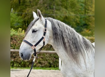 PRE Mestizo, Caballo castrado, 5 años, 160 cm, Tordo