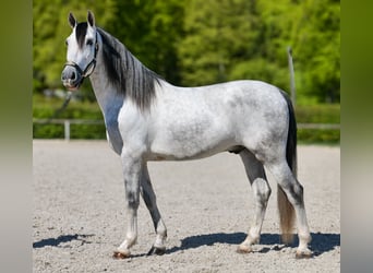 PRE Mestizo, Caballo castrado, 5 años, 160 cm, Tordo