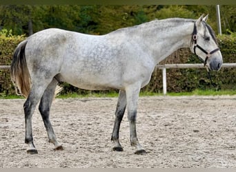 PRE Mestizo, Caballo castrado, 5 años, 160 cm, Tordo