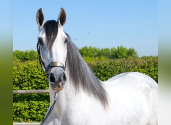 PRE Mestizo, Caballo castrado, 5 años, 160 cm, Tordo